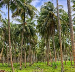 Туры на Адду (Сину, Сеену) Атолл 2025 - цены на путевки на Мальдивы из Москвы от туроператора «Пегас Туристик» Туры на Адду (Сину, Сеену) Атолл 2025 - цены на путевки на Мальдивы из Москвы от туроператора «Пегас Туристик»