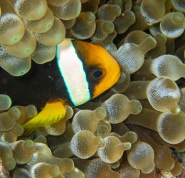 Туры на Гаафу Даалу Атолл 2025 - цены на путевки на Мальдивы из Москвы от туроператора «Пегас Туристик»