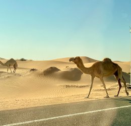 Туры в Абу Даби / Аль Айн 2025 - цены на путевки в ОАЭ из Москвы от туроператора «Пегас Туристик» Туры в Абу Даби / Аль Айн 2025 - цены на путевки в ОАЭ из Москвы от туроператора «Пегас Туристик»