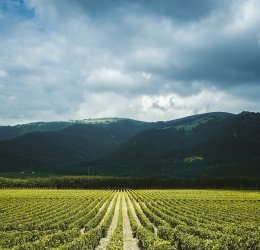 Туры в Геленджик 2025 - цены на путевки по России из Москвы от туроператора «Пегас Туристик» Туры в Геленджик 2025 - цены на путевки по России из Москвы от туроператора «Пегас Туристик»