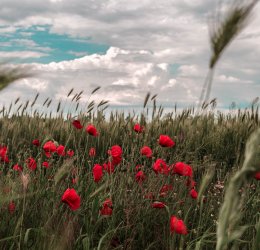 Туры в Керчь 2025 - цены на путевки по России из Москвы от туроператора «Пегас Туристик» Туры в Керчь 2025 - цены на путевки по России из Москвы от туроператора «Пегас Туристик»