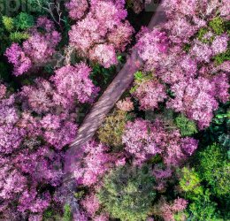 Туры в Чианг Раи 2025 - цены на путевки в Таиланд из Москвы от туроператора «Пегас Туристик»