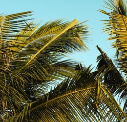 Туры на Ямайку 2025 из Москвы - цена на отдых от туроператора «Пегас Туристик» Туры на Ямайку 2025 из Москвы - цена на отдых от туроператора «Пегас Туристик»