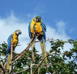 Туры в Каракас 2025 - цены на путевки в Венесуэлу из Москвы от туроператора «Пегас Туристик» Туры в Каракас 2025 - цены на путевки в Венесуэлу из Москвы от туроператора «Пегас Туристик»