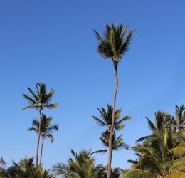 Туры в Доминикану 2025 из Москвы - цена на отдых от туроператора «Пегас Туристик» Туры в Доминикану 2025 из Москвы - цена на отдых от туроператора «Пегас Туристик»