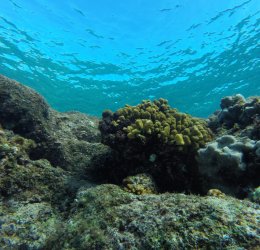 Туры в Пунта Кану 2025 - цены на путевки в Доминикану из Москвы от туроператора «Пегас Туристик»