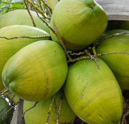 Туры в Пунта Кану 2025 - цены на путевки в Доминикану из Москвы от туроператора «Пегас Туристик»