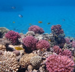 Туры в Макади Бей 2025 - цены на путевки в Египет из Москвы от туроператора «Пегас Туристик» Туры в Макади Бей 2025 - цены на путевки в Египет из Москвы от туроператора «Пегас Туристик»