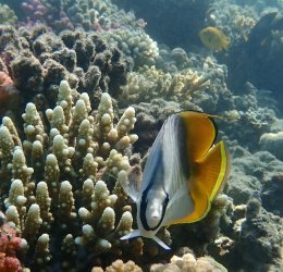 Туры в Макади Бей 2025 - цены на путевки в Египет из Москвы от туроператора «Пегас Туристик» Туры в Макади Бей 2025 - цены на путевки в Египет из Москвы от туроператора «Пегас Туристик»