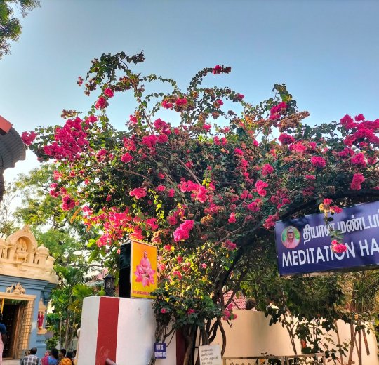 Туры в Ченнай 2025 - цены на путевки в Индию из Москвы от туроператора «Пегас Туристик»