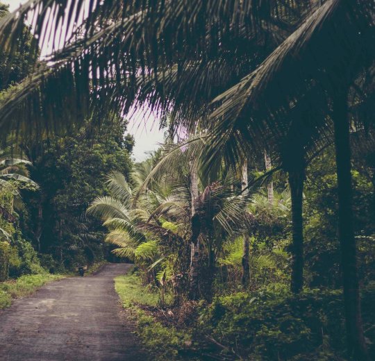 Туры на о. Сулавеси 2025 - цены на путевки в Индонезию из Москвы от туроператора «Пегас Туристик» Туры на о. Сулавеси 2025 - цены на путевки в Индонезию из Москвы от туроператора «Пегас Туристик»