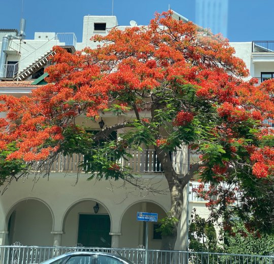 Туры в Лимассол 2025 - цены на путевки на Кипр из Москвы от туроператора «Пегас Туристик»