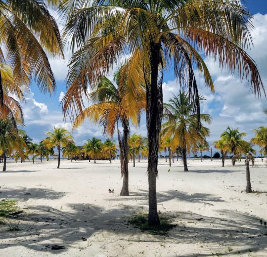 Туры на о. Кайо Ларго 2025 - цены на путевки на Кубу из Москвы от туроператора «Пегас Туристик»