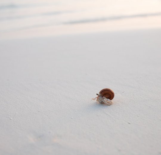 Туры на Мальдивы 2025 из Москвы - цена на отдых от туроператора «Пегас Туристик» Туры на Мальдивы 2025 из Москвы - цена на отдых от туроператора «Пегас Туристик»