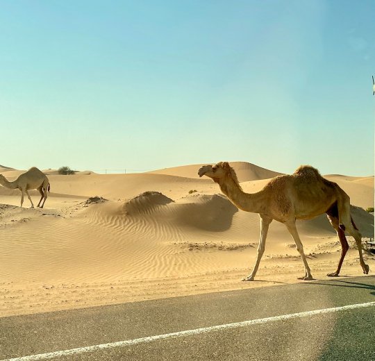 Туры в Абу Даби / Аль Айн 2025 - цены на путевки в ОАЭ из Москвы от туроператора «Пегас Туристик» Туры в Абу Даби / Аль Айн 2025 - цены на путевки в ОАЭ из Москвы от туроператора «Пегас Туристик»