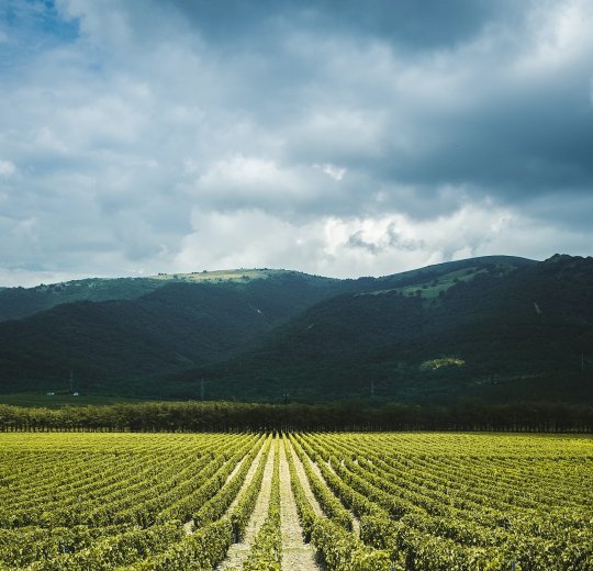 Туры в Геленджик 2025 - цены на путевки по России из Москвы от туроператора «Пегас Туристик» Туры в Геленджик 2025 - цены на путевки по России из Москвы от туроператора «Пегас Туристик»