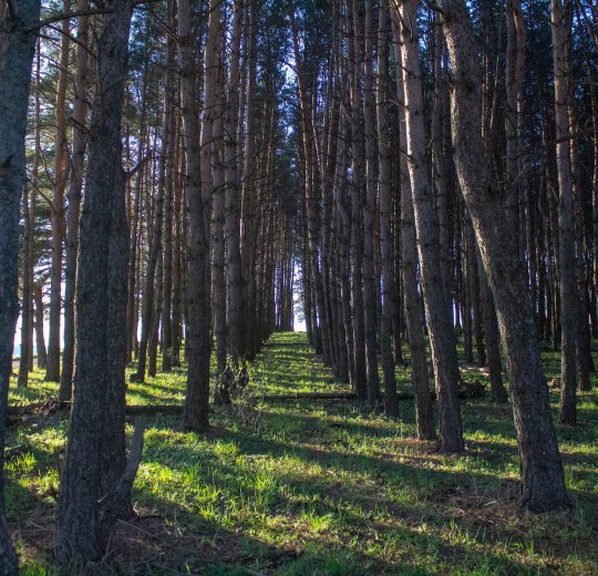 Туры в Ессентуки 2025 - цены на путевки по России из Москвы от туроператора «Пегас Туристик»