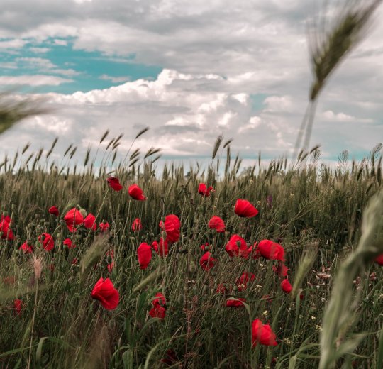 Туры в Керчь 2025 - цены на путевки по России из Москвы от туроператора «Пегас Туристик» Туры в Керчь 2025 - цены на путевки по России из Москвы от туроператора «Пегас Туристик»