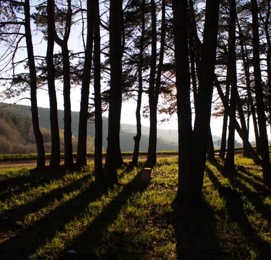 Туры в Кисловодск 2025 - цены на путевки по России из Москвы от туроператора «Пегас Туристик»