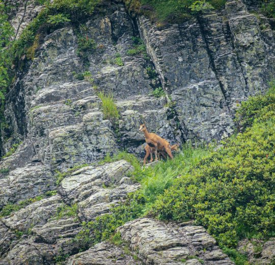 Туры в Красную Поляну 2025 - цены на путевки по России из Москвы от туроператора «Пегас Туристик»