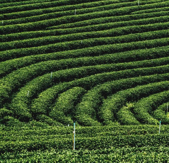 Туры в Чианг Маи 2025 - цены на путевки в Таиланд из Москвы от туроператора «Пегас Туристик» Туры в Чианг Маи 2025 - цены на путевки в Таиланд из Москвы от туроператора «Пегас Туристик»