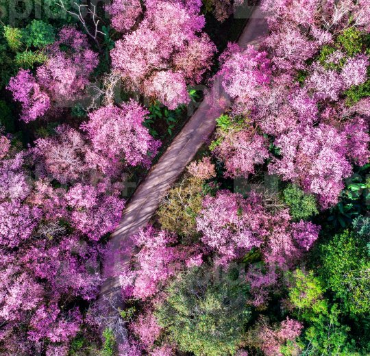 Туры в Чианг Раи 2025 - цены на путевки в Таиланд из Москвы от туроператора «Пегас Туристик»