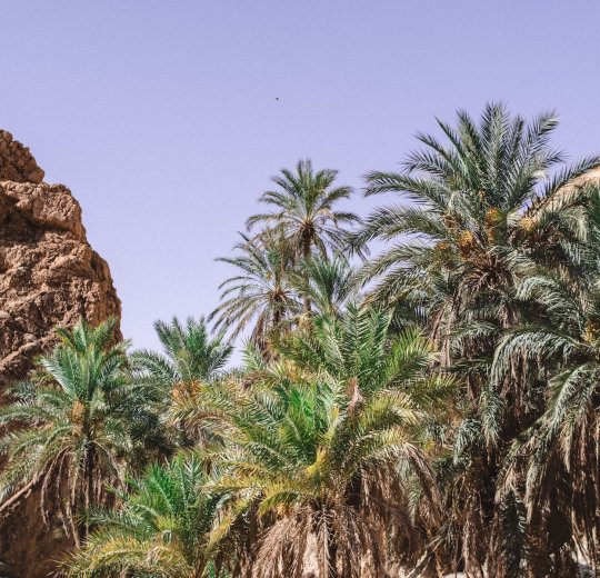 Туры в Ла Гулетт 2025 - цены на путевки в Тунис из Москвы от туроператора «Пегас Туристик»