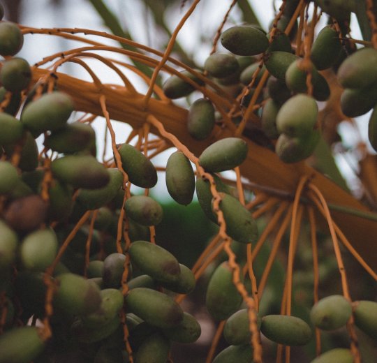 Туры в Седрию Бич 2025 - цены на путевки в Тунис из Москвы от туроператора «Пегас Туристик» Туры в Седрию Бич 2025 - цены на путевки в Тунис из Москвы от туроператора «Пегас Туристик»