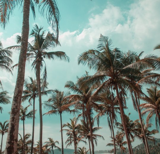 Туры в Бентоту 2025 - цены на путевки на Шри Ланку из Москвы от туроператора «Пегас Туристик»