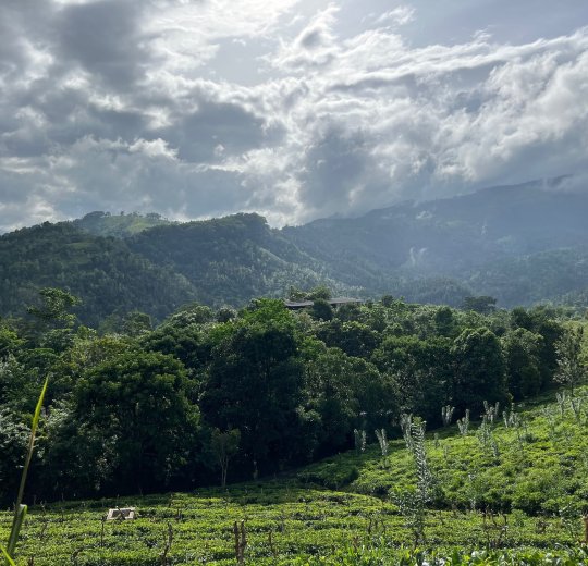 Туры в Канди 2025 - цены на путевки на Шри Ланку из Москвы от туроператора «Пегас Туристик» Туры в Канди 2025 - цены на путевки на Шри Ланку из Москвы от туроператора «Пегас Туристик»