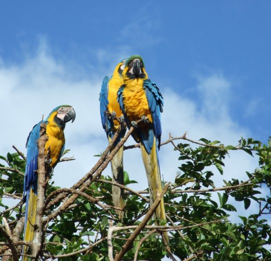 Туры в Каракас 2025 - цены на путевки в Венесуэлу из Москвы от туроператора «Пегас Туристик» Туры в Каракас 2025 - цены на путевки в Венесуэлу из Москвы от туроператора «Пегас Туристик»