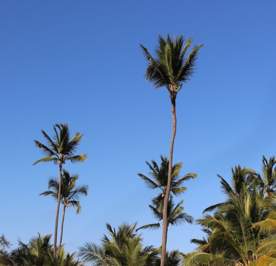 Туры в Доминикану 2025 из Москвы - цена на отдых от туроператора «Пегас Туристик» Туры в Доминикану 2025 из Москвы - цена на отдых от туроператора «Пегас Туристик»