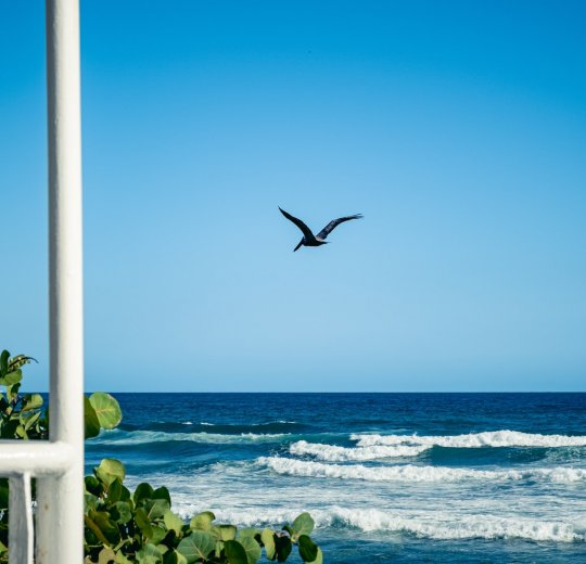 Туры в Санто Доминго 2025 - цены на путевки в Доминикану из Москвы от туроператора «Пегас Туристик» Туры в Санто Доминго 2025 - цены на путевки в Доминикану из Москвы от туроператора «Пегас Туристик»