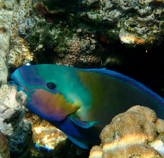 Туры в Макади Бей 2025 - цены на путевки в Египет из Москвы от туроператора «Пегас Туристик» Туры в Макади Бей 2025 - цены на путевки в Египет из Москвы от туроператора «Пегас Туристик»