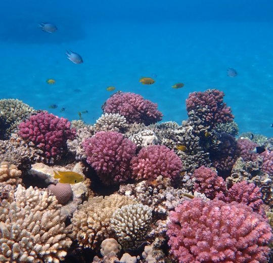 Туры в Макади Бей 2025 - цены на путевки в Египет из Москвы от туроператора «Пегас Туристик» Туры в Макади Бей 2025 - цены на путевки в Египет из Москвы от туроператора «Пегас Туристик»